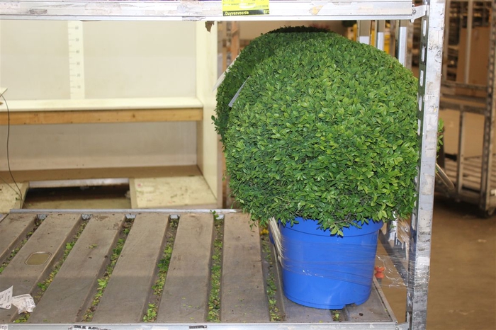 <h4>Buxus Semp Bol 50cm Jeans Of Garden</h4>