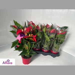 ANTHU AN BAMBINO RED