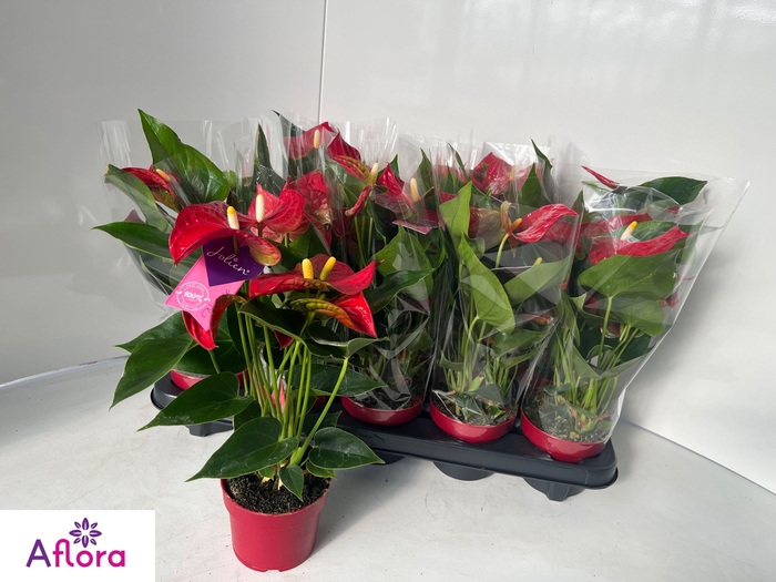 <h4>ANTHU AN BAMBINO RED</h4>