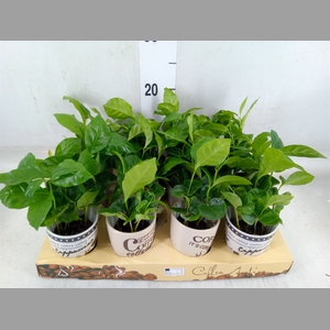 Coffea arabica