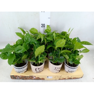 Coffea arabica