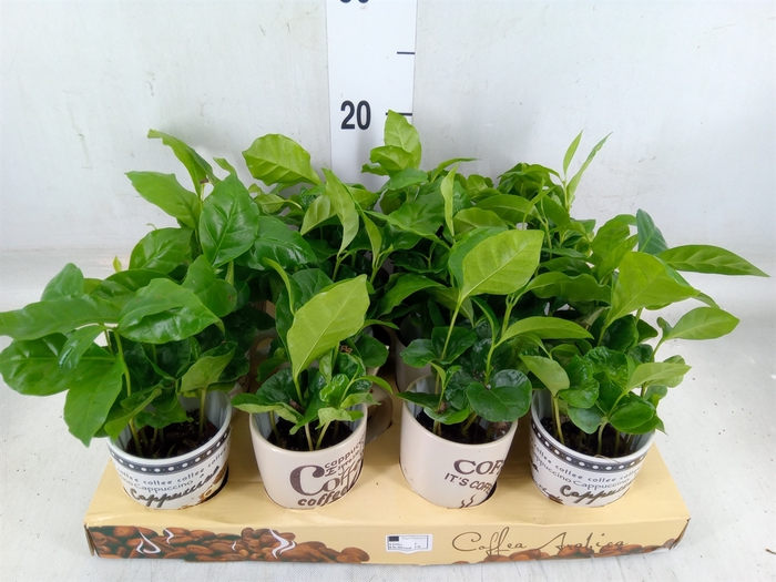 <h4>Coffea arabica</h4>