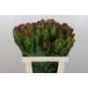 Leucadendron Goldstrike