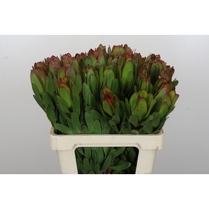 Leucadendron Goldstrike