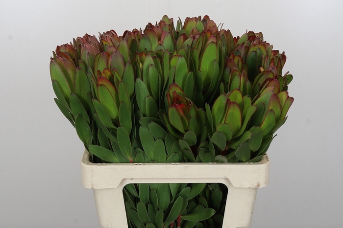 Leucadendron Goldstrike