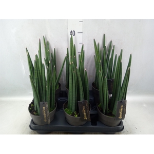 Sansevieria cyl.  ...