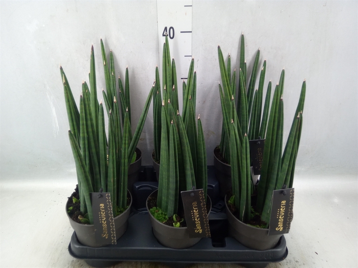 Sansevieria cyl.  ...