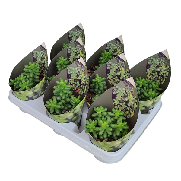 <h4>SEDUM HERNANDEZII - POT Ø 10,5 WITH POTCOVER (SUCCULENTEN)</h4>