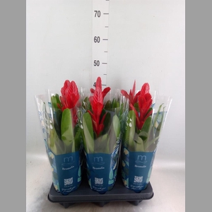 Vriesea  'Intenso Red'