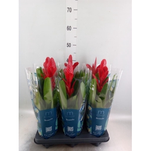 Vriesea 'Intenso Red'