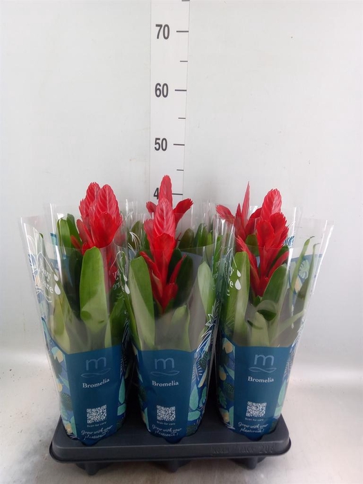 <h4>Vriesea  'Intenso Red'</h4>