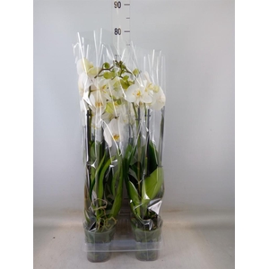 Phalaenopsis  'Ant Nottingham'