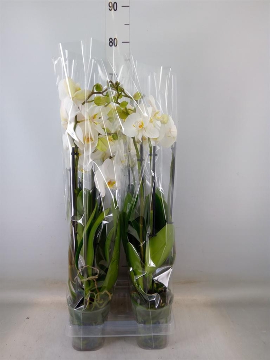 <h4>Phalaenopsis  'Ant Nottingham'</h4>
