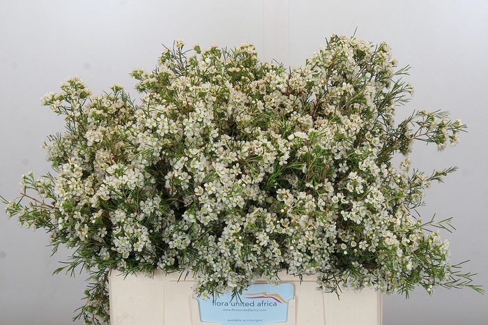 <h4>Chamelaucium blizzard</h4>