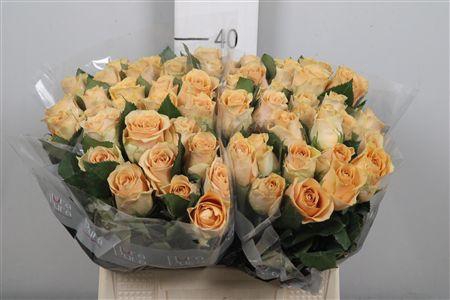 <h4>R Gr Salty Caramel!</h4>