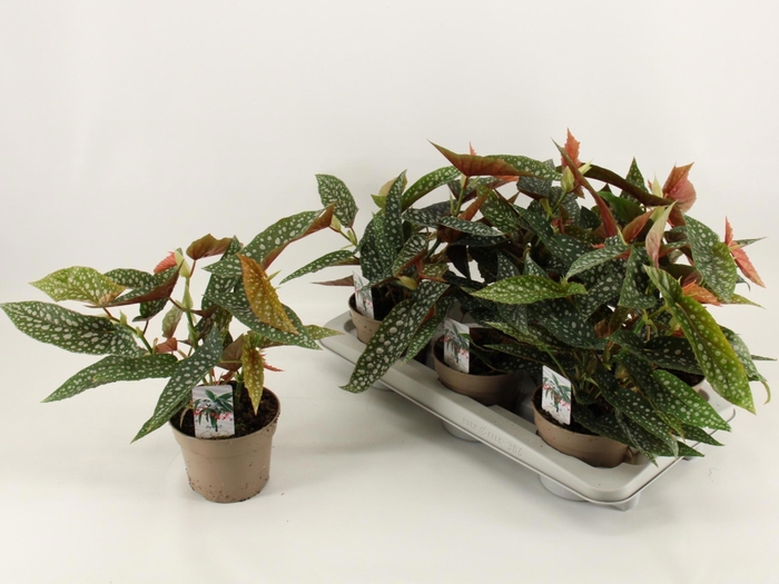 <h4>BEG MA WIGHTII</h4>