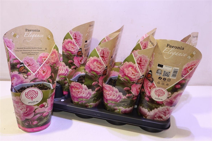 <h4>Paeonia Ov Pink</h4>