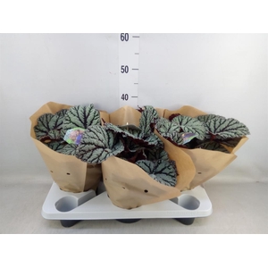 Begonia BD 'MagicColours Fedor'