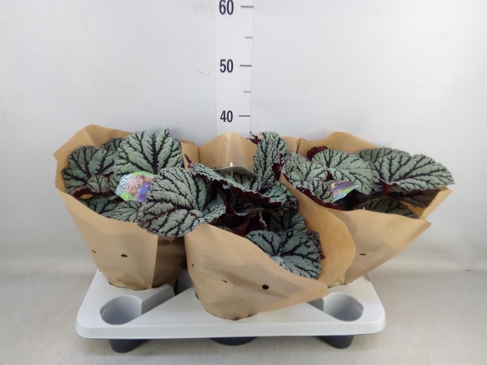 <h4>Begonia BD 'MagicColours Fedor'</h4>