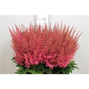 Astilbe arendsii 'Else Schluck'