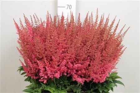 <h4>Astilbe arendsii 'Else Schluck'</h4>