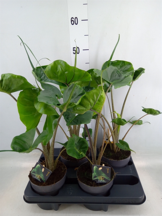 <h4>Alocasia macrorrhiza 'Stingray'</h4>