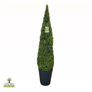 Buxus Sempervirens Piramide 170-180