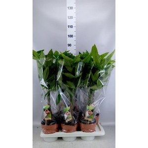 Pachira aquatica