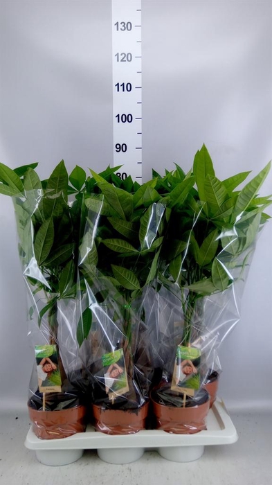 <h4>Pachira aquatica</h4>