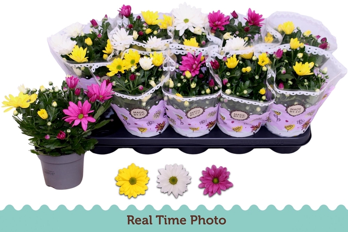 <h4>CHRYS GEM IN POT</h4>