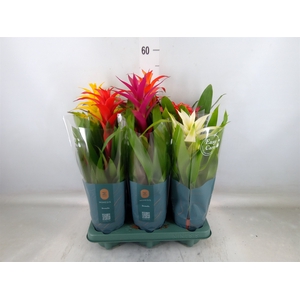 Guzmania   ...mix