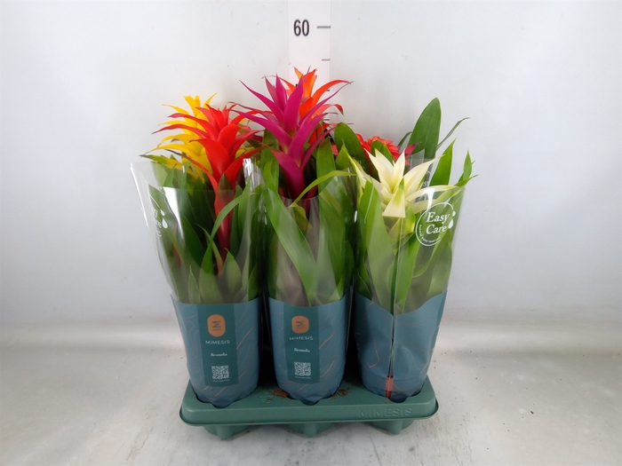 <h4>Guzmania   ...mix</h4>
