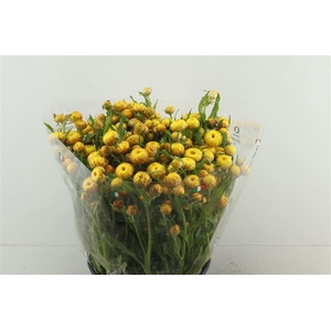 Helichrysum Yellow