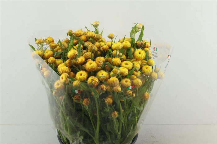 <h4>Helichrysum Yellow</h4>