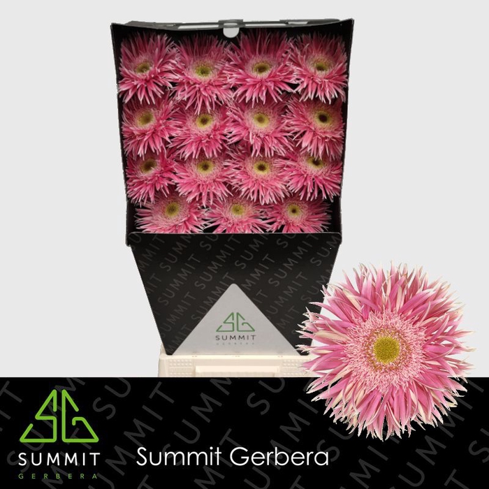 <h4>Gerbera Spider Crossette Diamond</h4>