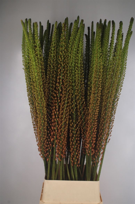 <h4>Eremurus Orange Rumba</h4>