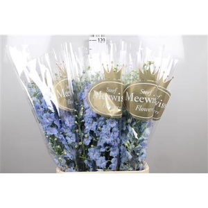 Delphinium DU 'Dewi Boy'