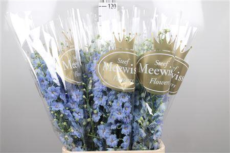 <h4>Delphinium DU 'Dewi Boy'</h4>