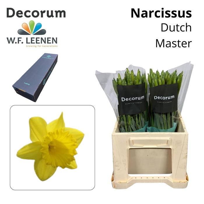 <h4>Narcissus Dutch Master Large Box 300</h4>