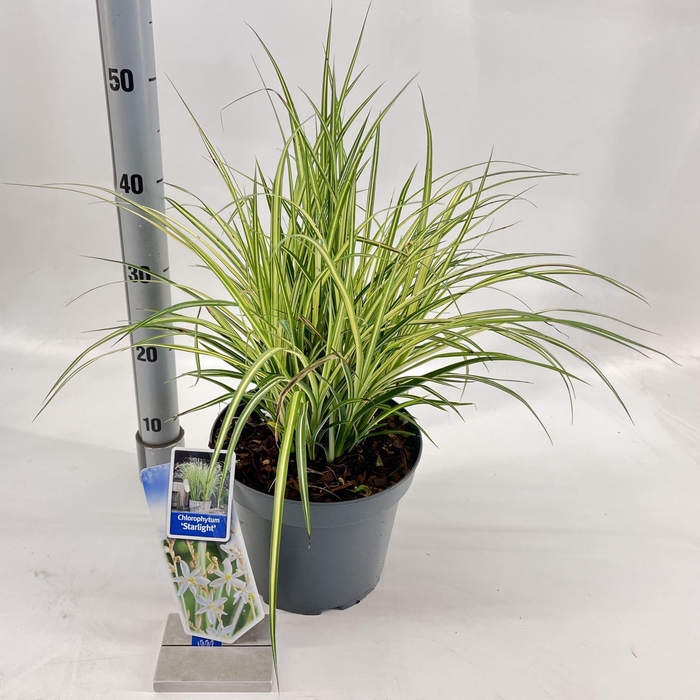 <h4>Siergrassen Mix</h4>