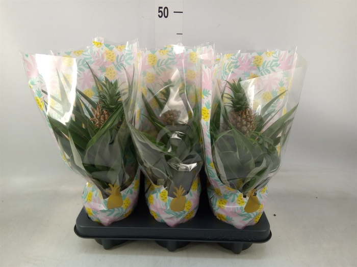 <h4>Ananas  'Mi Amigo'</h4>