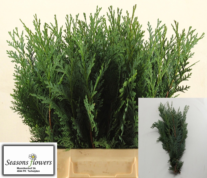 <h4>KERSTGROEN OV BS</h4>