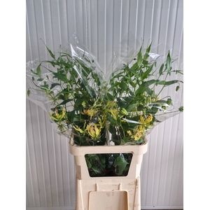 GLORIOSA SP STRIPE