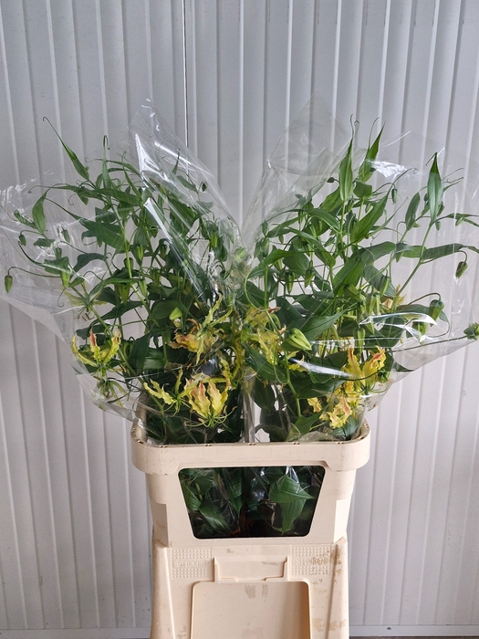 <h4>GLORIOSA SP STRIPE</h4>