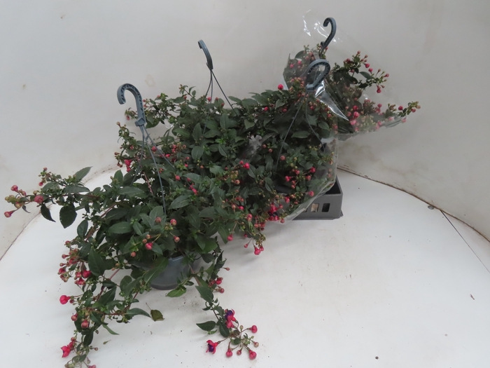<h4>FUCHSIA OV</h4>