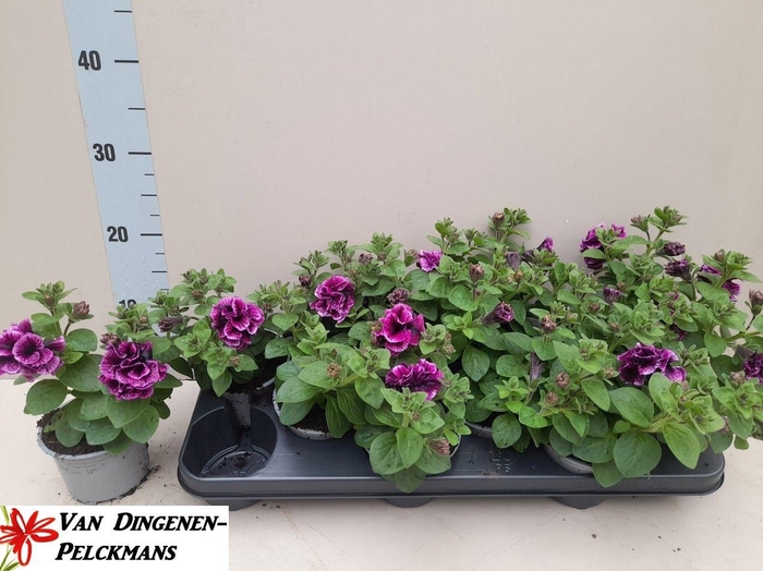 <h4>PET SW SUNS D VIOLET</h4>