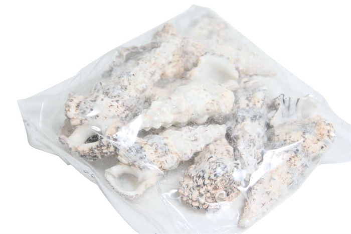 <h4>Shell Nodolosum 300g</h4>
