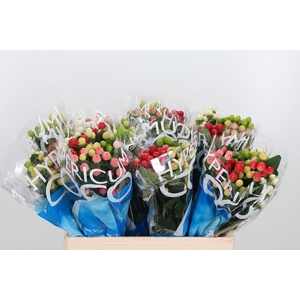 Hyp Coco Rainbow Gem