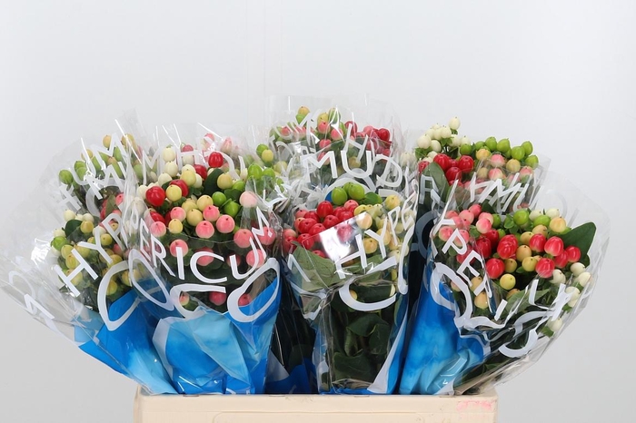 <h4>Hyp Coco Rainbow Gem</h4>