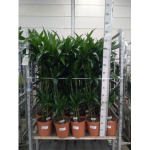 Dracaena frag. 'Janet Craig'